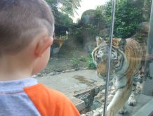 Отчёт по занятию Идём в контактный зоопарк! в Wachanga!