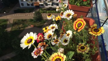 Отчёт по занятию Цветы на балконе в Wachanga!