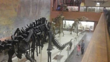 Отчёт по занятию Сходите с ребёнком в палеонтологический музей в Wachanga!