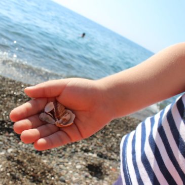Pick various seashells with your kid on the seashore