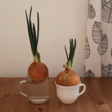 Growing green onions at home with your kid