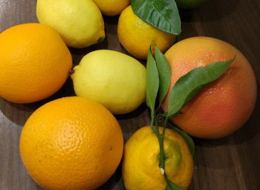 Перепробуйте все цитрусовые фрукты