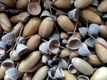 Осенняя упаковка подарков