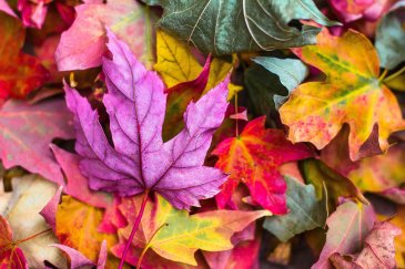 Украсьте вместе с ребёнком комнату осенними листьями