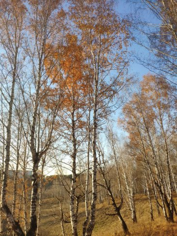 Сделайте с ребенком осеннее дерево