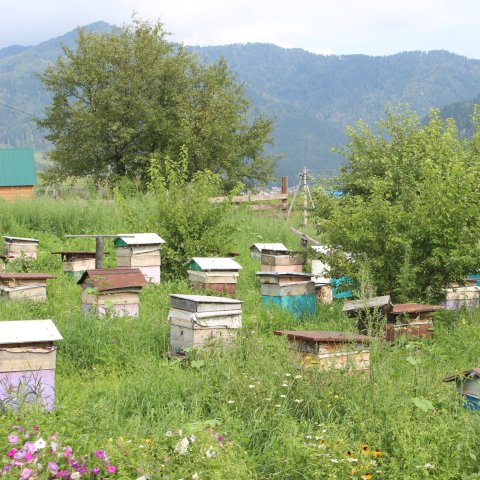 Activity picture for Visit an apiary with your kid in Wachanga