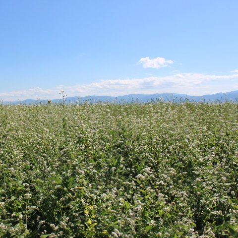 Activity picture for Show your kid the buckwheat blossoming in Wachanga