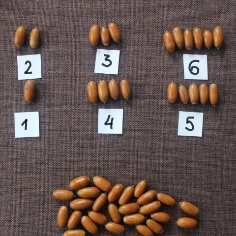 Activity picture for Math games with acorns in Wachanga