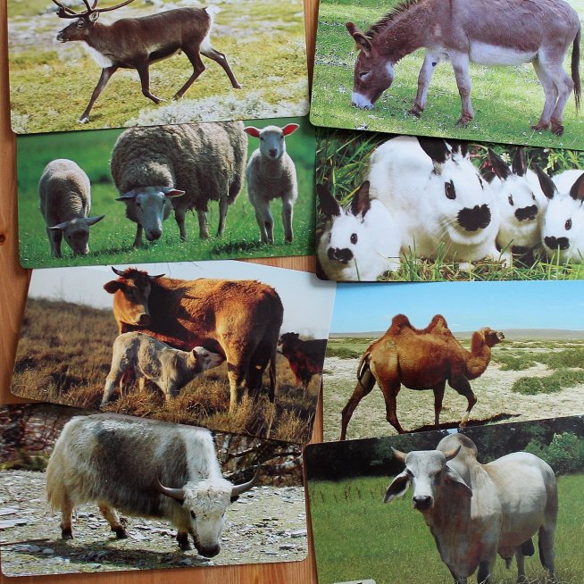 Карточки с животными