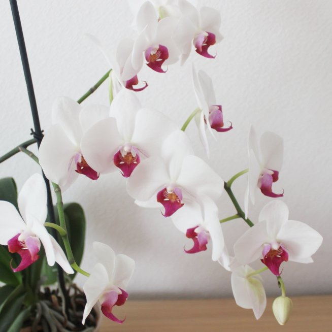 Grow orchids indoors