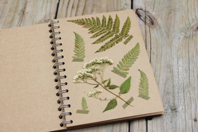Make a herbarium with your kid!