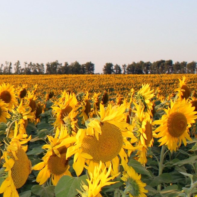 Arrange a family photo session in the sunflowers