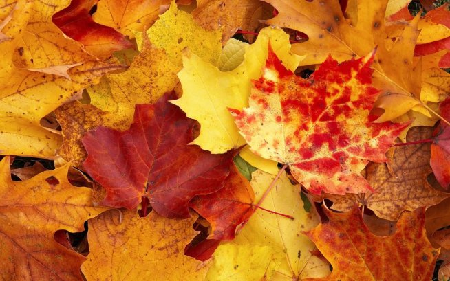 Украсьте детскую комнату осенними листьями