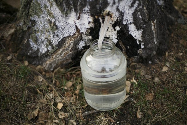 Birch tree water