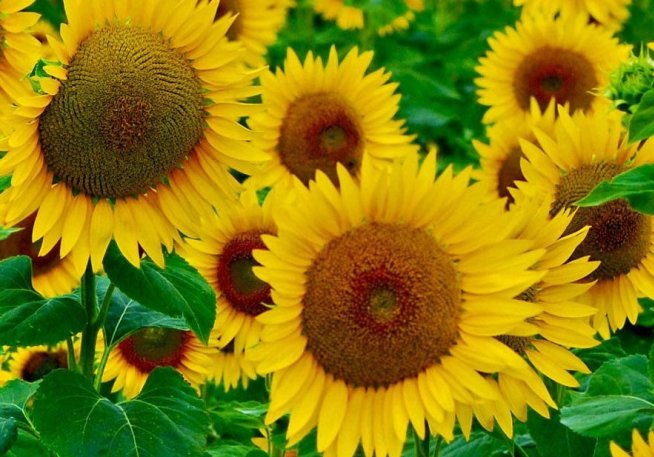 Make the craft "The Sunflower" with your kid 