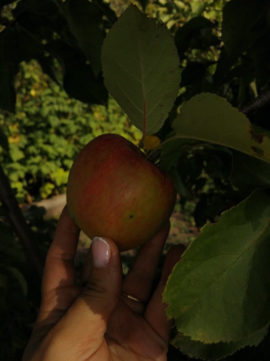 Отчёт по занятию Цветущая яблоня в Wachanga!