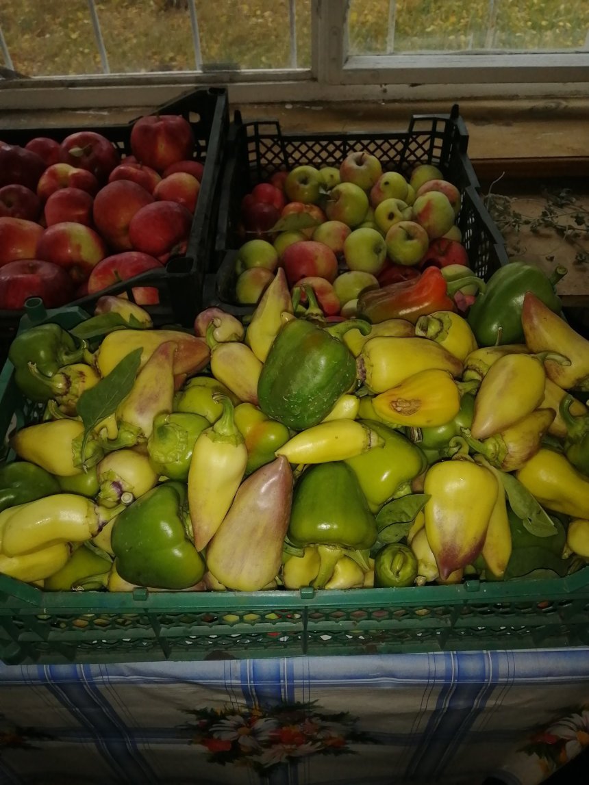 Отчёт по занятию Овощи и фрукты в Wachanga!
