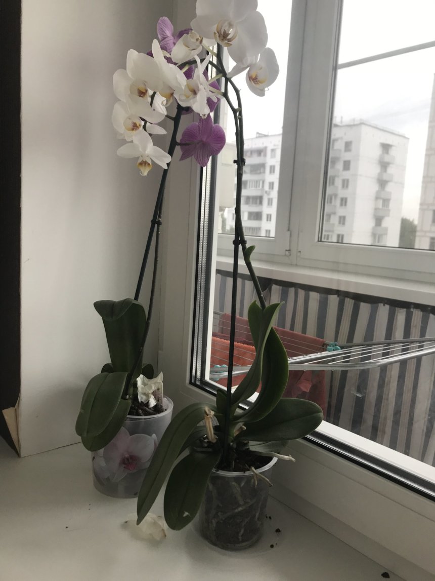 Отчёт по занятию Вырастите орхидею  в Wachanga!
