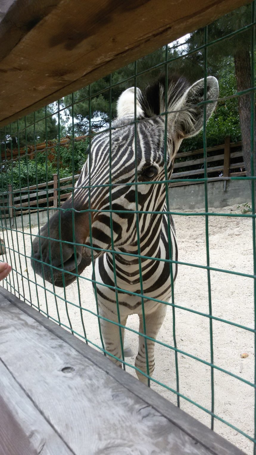Отчёт по занятию Идём в контактный зоопарк! в Wachanga!