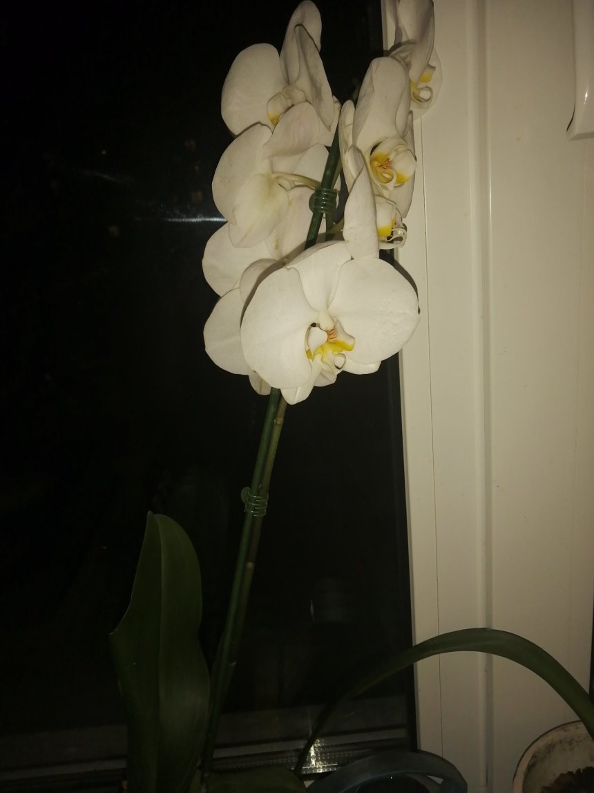 Отчёт по занятию Вырастите орхидею  в Wachanga!